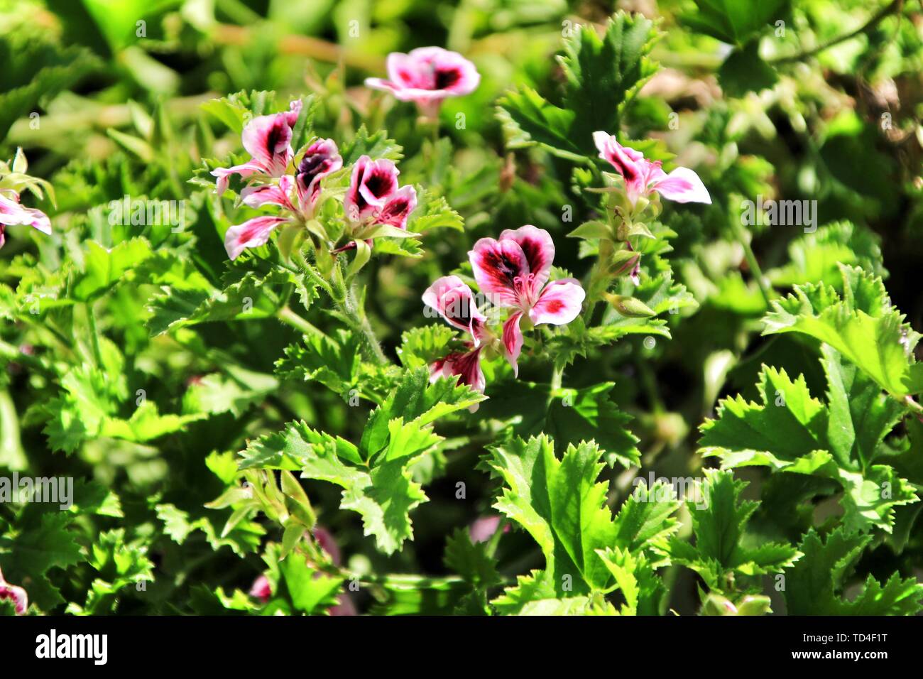 Beautiful and Scented Geranium Pelargonium Crispum plant in the garden