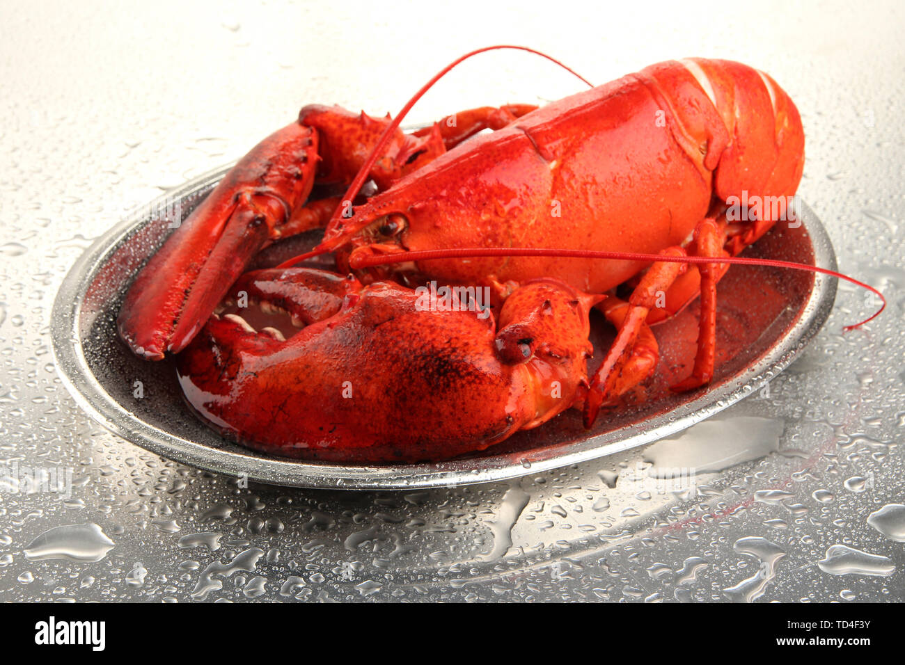 Lobster on silver plate lobster hi-res stock photography and images - Alamy