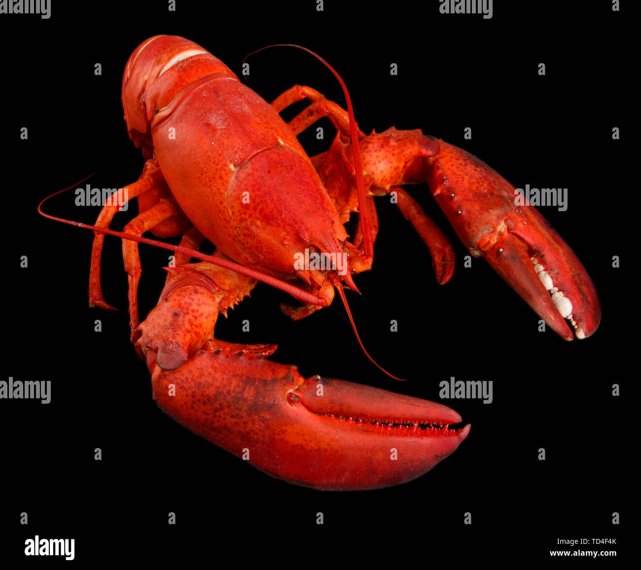 Lobster tail on black hi-res stock photography and images - Alamy