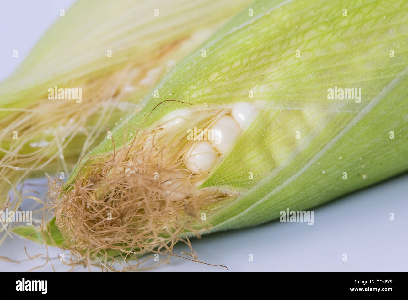 Corn grazing crops hi-res stock photography and images - Alamy