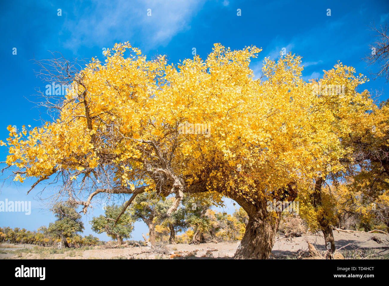Alashan League Alashan League Alashan Desert Ejina Banner Desert