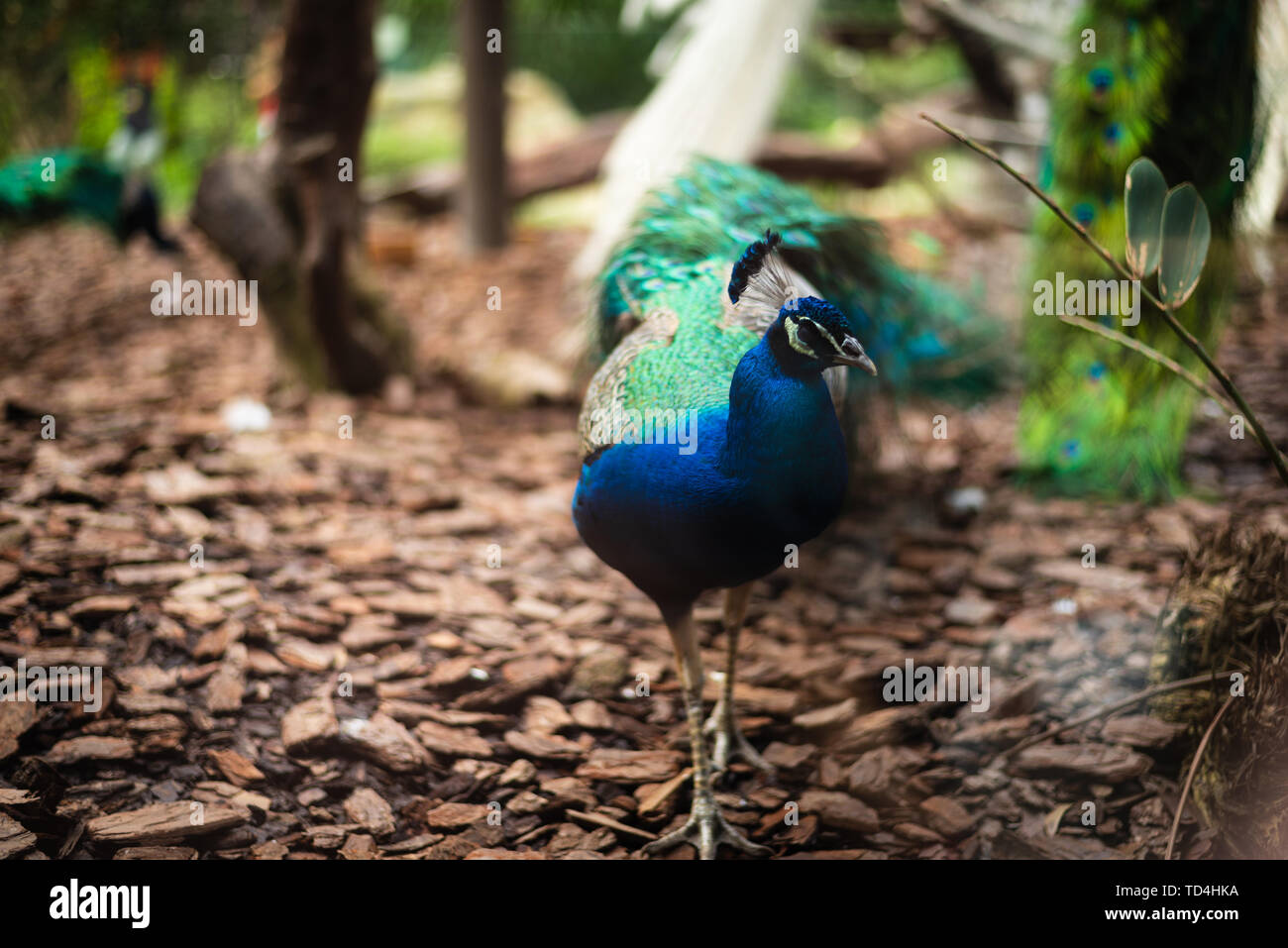PEACOCK OPENER main image 0