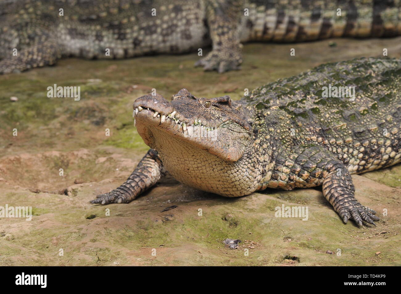 alligator Stock Photo