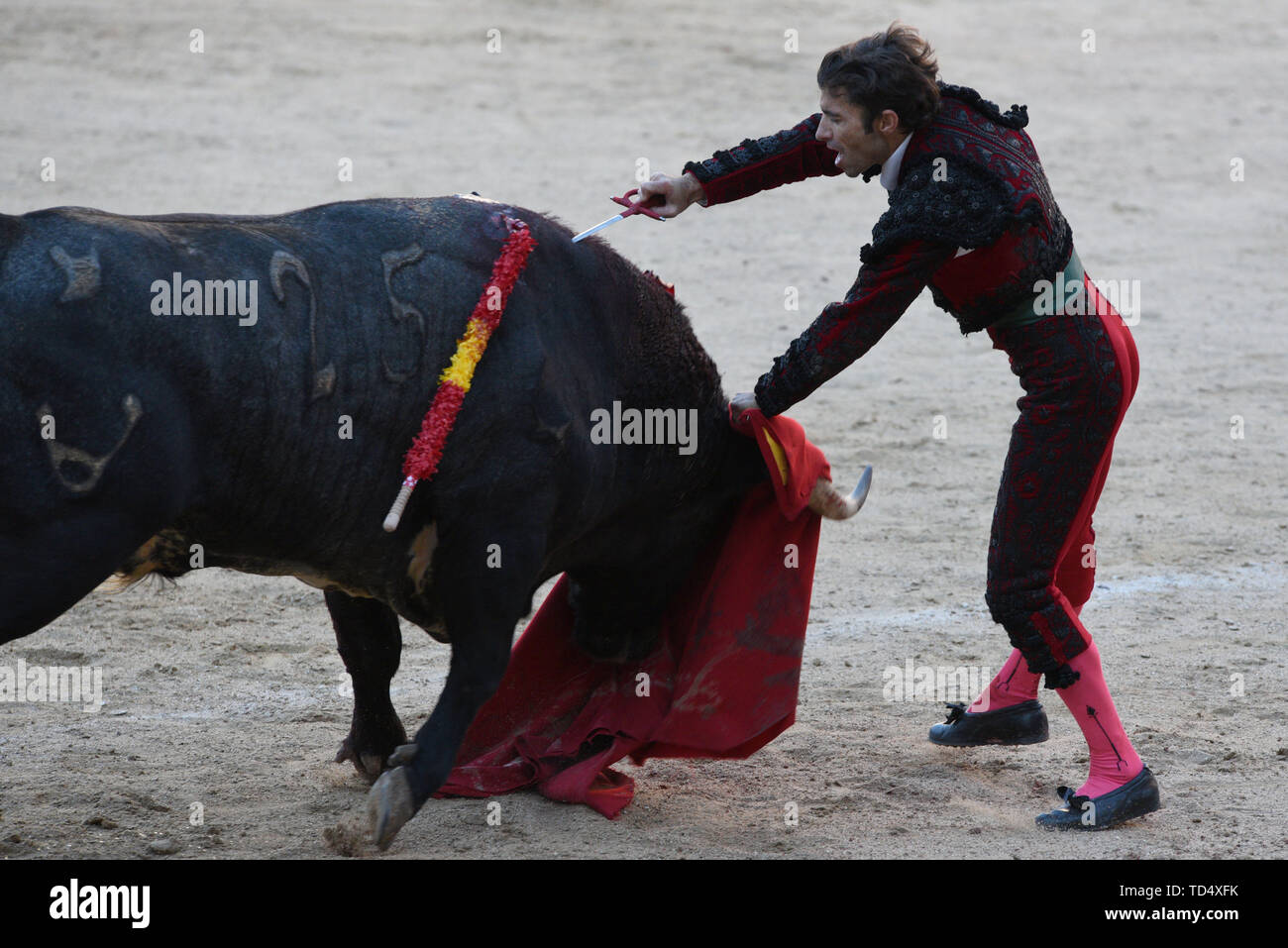 Madrid, Spain. 11th June, 2019. Spanish matador Fernando Robleño performs  with a Valdellan ranch fighting bull during a bullfight at the Las Ventas  bullring in the 2019 San Isidro festival in Madrid.