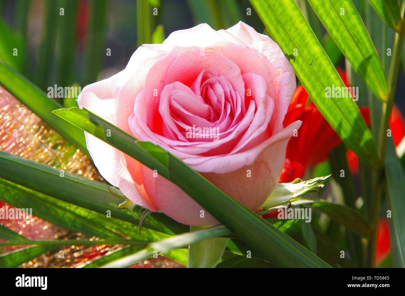 Pictures roses hi-res stock photography and images - Alamy