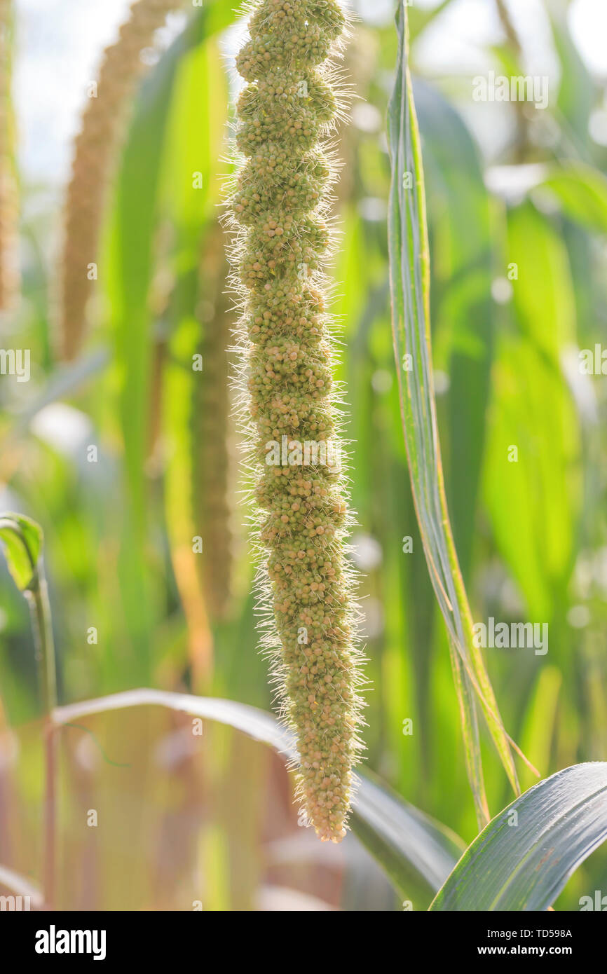 Millet grown in field hi-res stock photography and images - Alamy