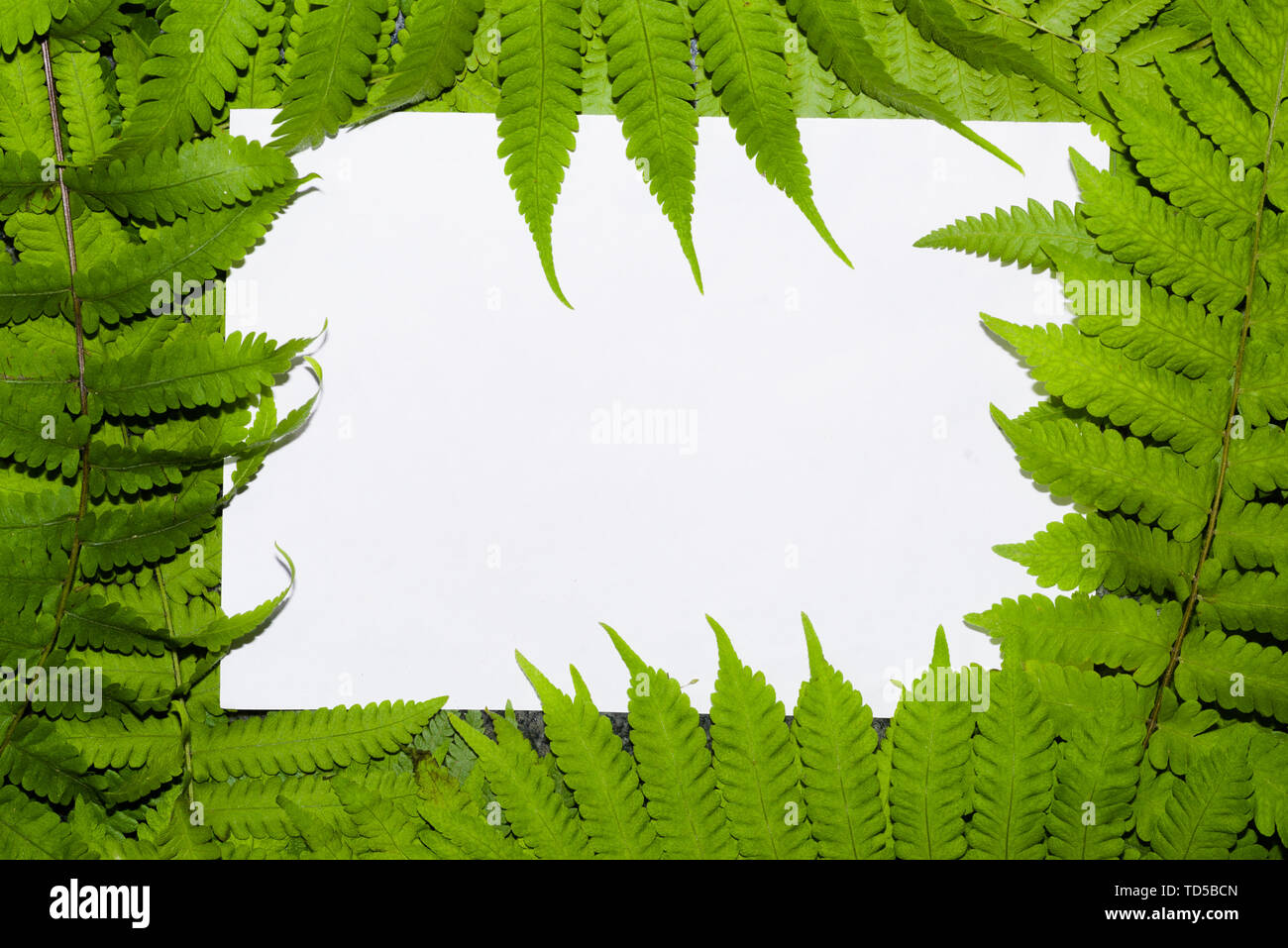 Fern leaves with white blank paper card. Nature concept. Leaves of ferns in forest. Stock Photo