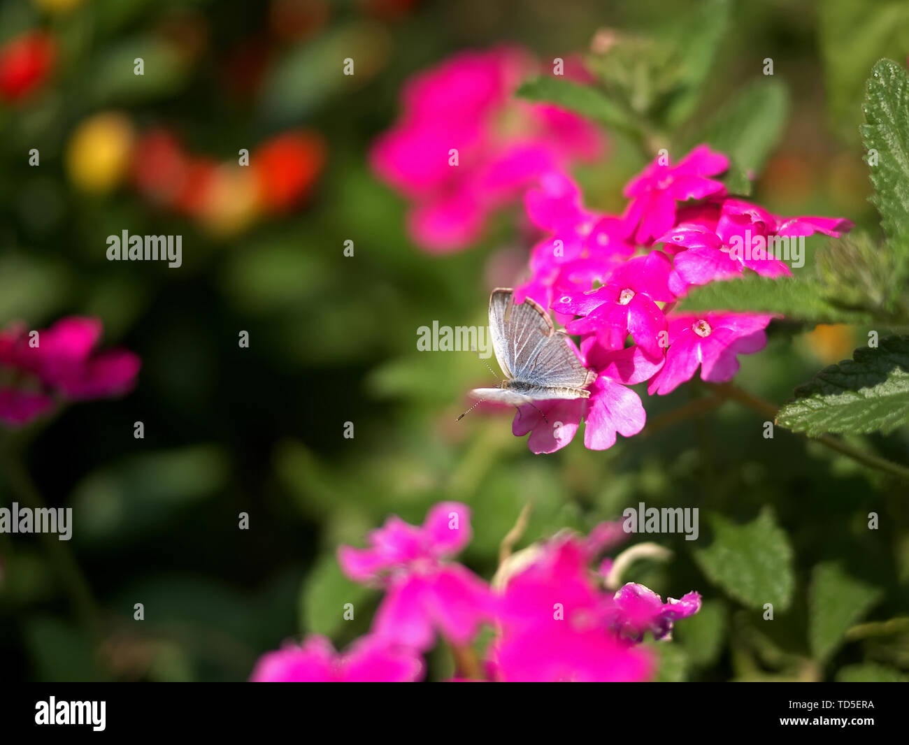 Blue gray butterfly Stock Photo