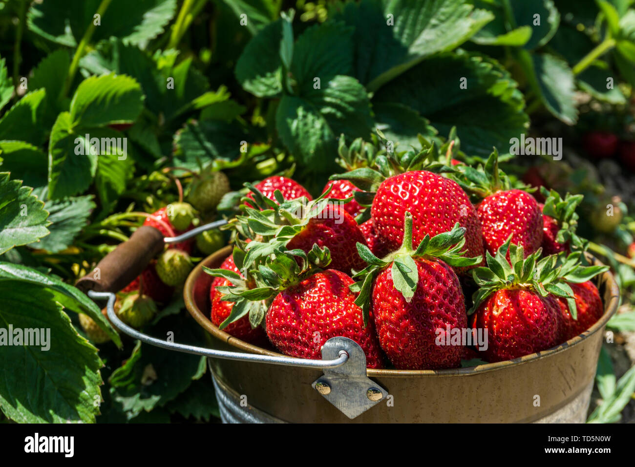 Growing strawberries bucket hi-res stock photography and images - Alamy