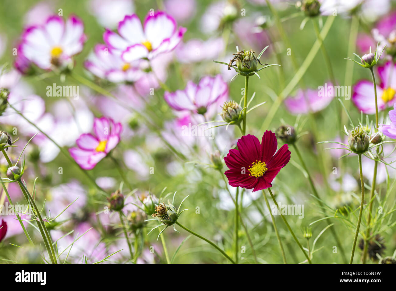 red mexican aster flowers blooming in spring in green field, closeup view Stock Photo
