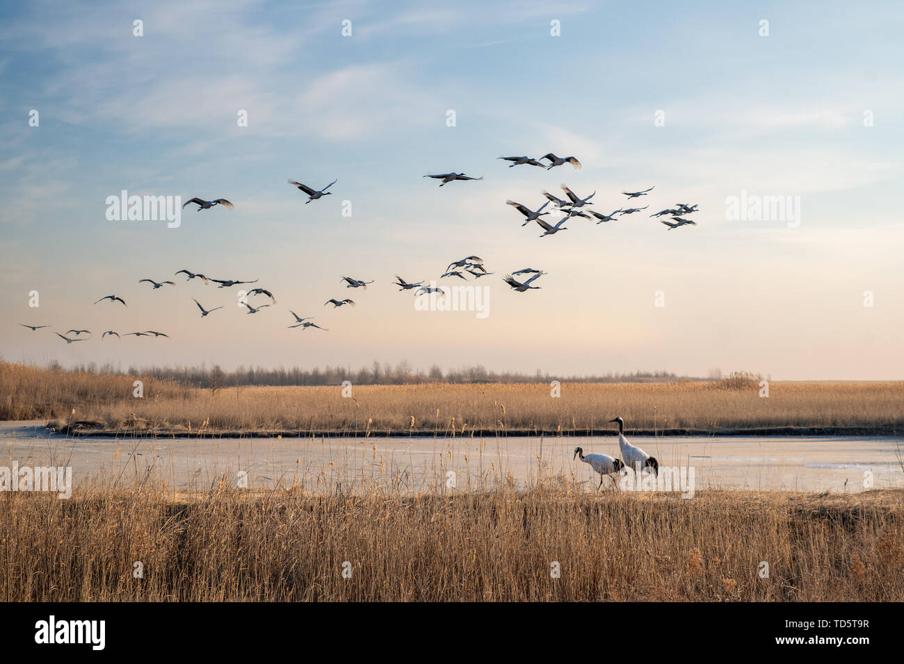 Flying red crowned cranes hi-res stock photography and images - Alamy