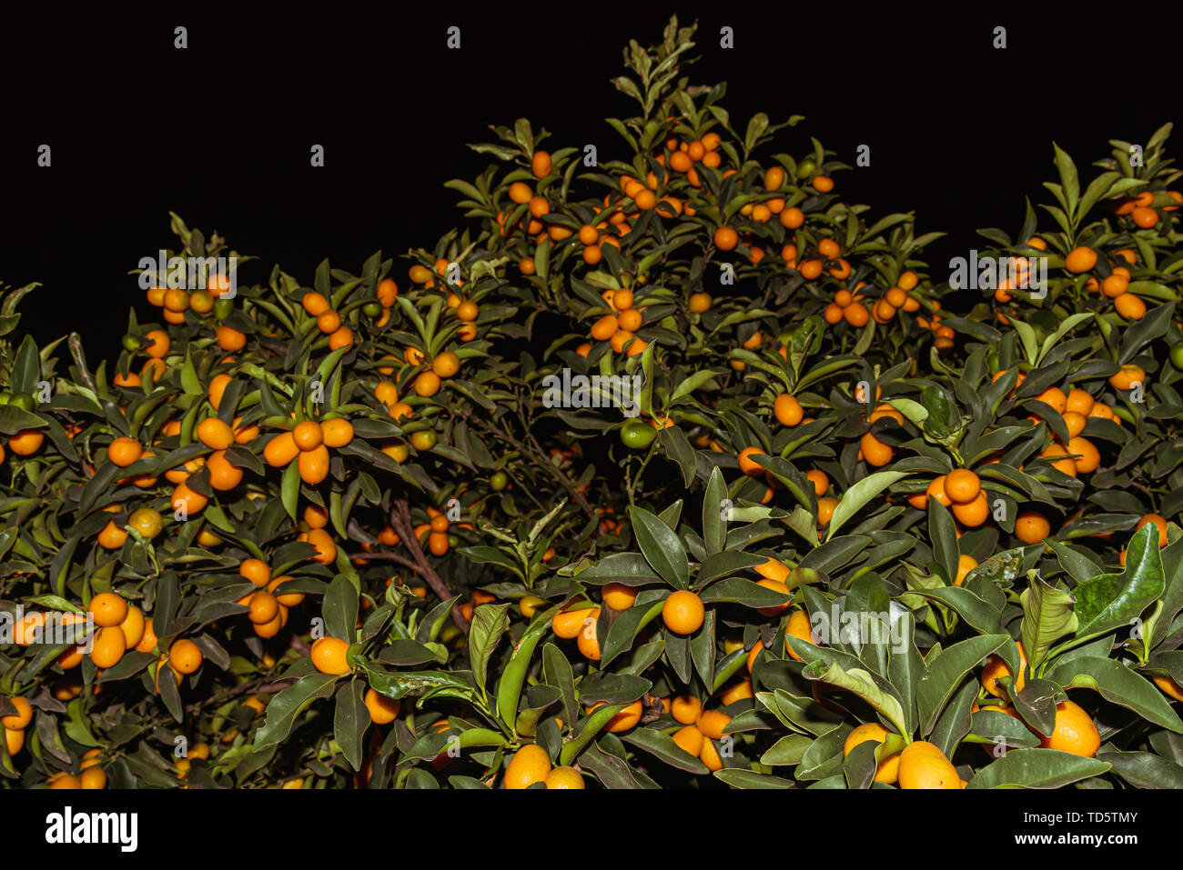Kumquats or cumquats in Australian English; Citrus japonica are a group of small fruit-bearing trees in the flowering plant family Rutaceae Stock Photo