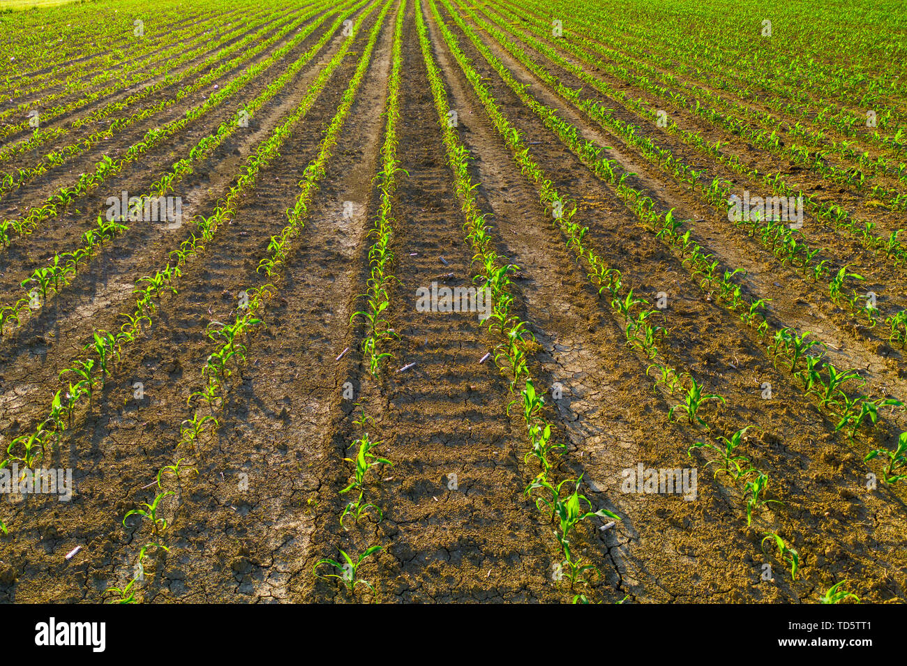 Young corn field in sunrise, rows of plants, without weed, agriculture