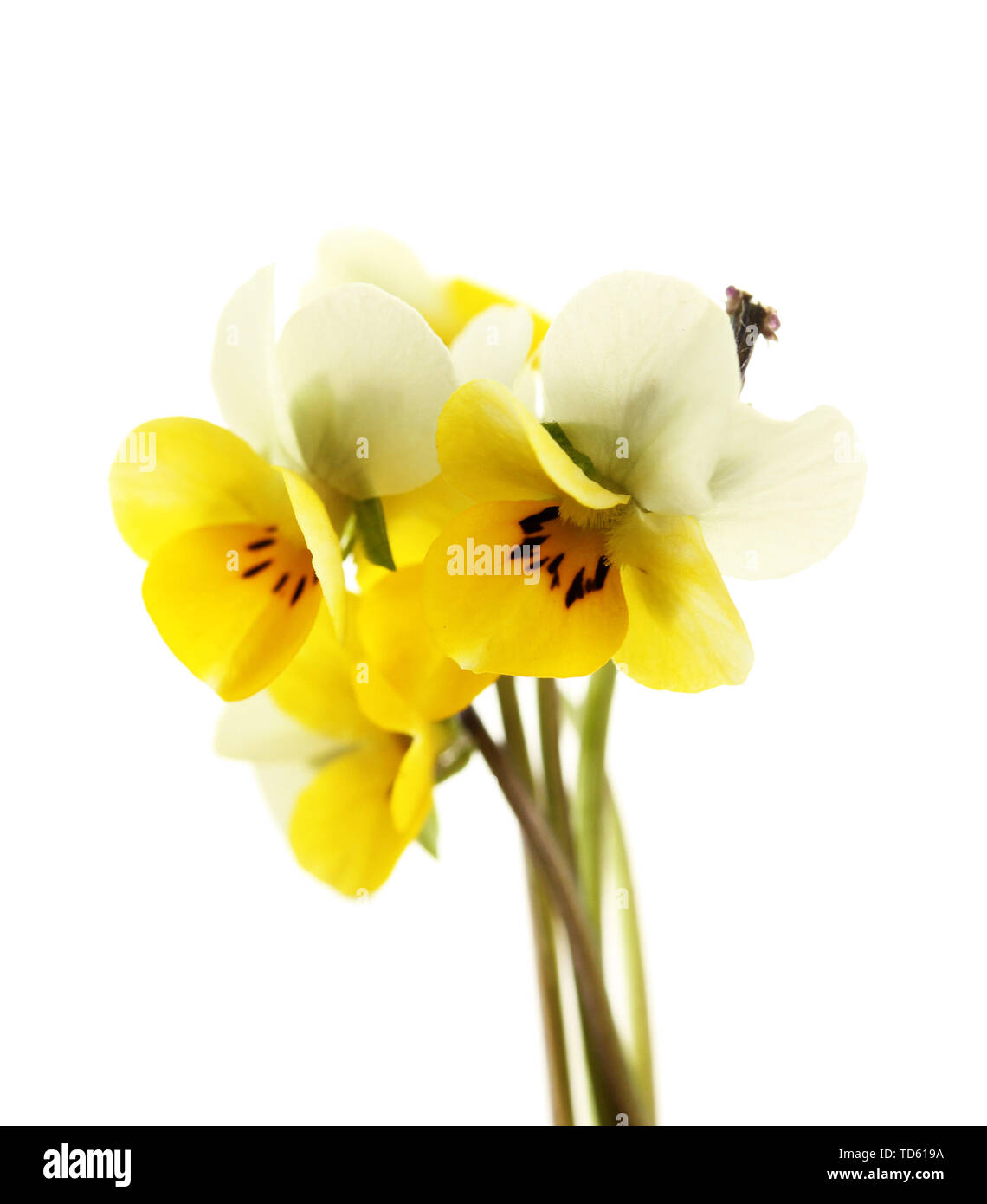 Little wild pansies, isolated on white Stock Photo - Alamy