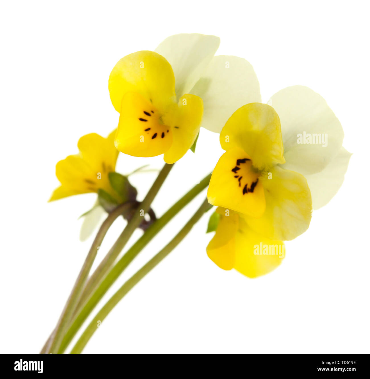 Little wild pansies, isolated on white Stock Photo - Alamy