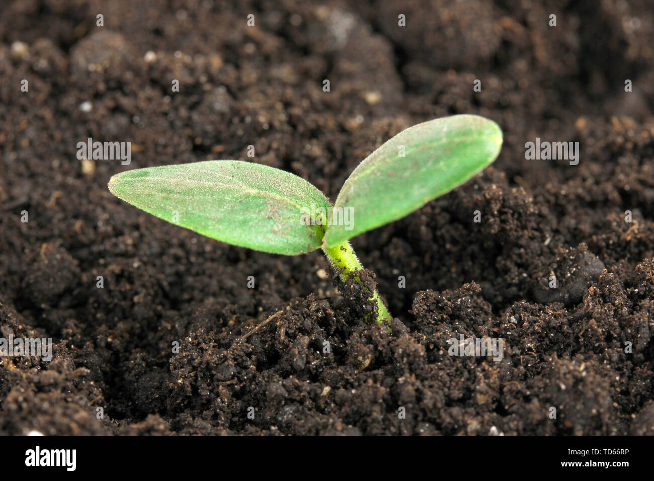 Green seedling growing from soil close-up Stock Photo - Alamy