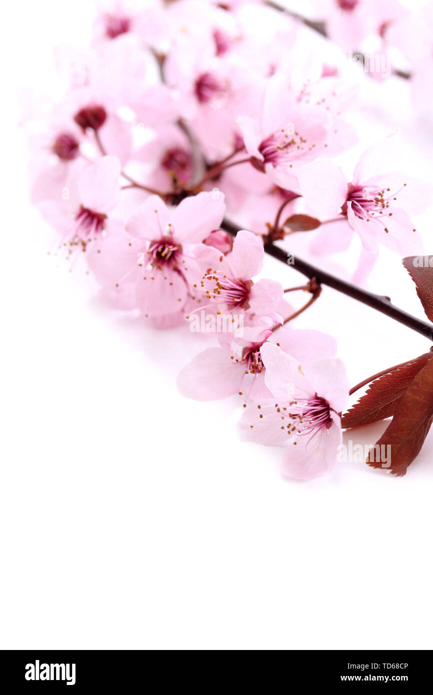 Beautiful cherry blossom isolated on white Stock Photo - Alamy