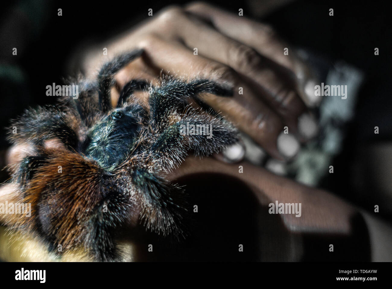 A wild tarantula is sitting on a hand in the Amazonas, Peru Stock Photo
