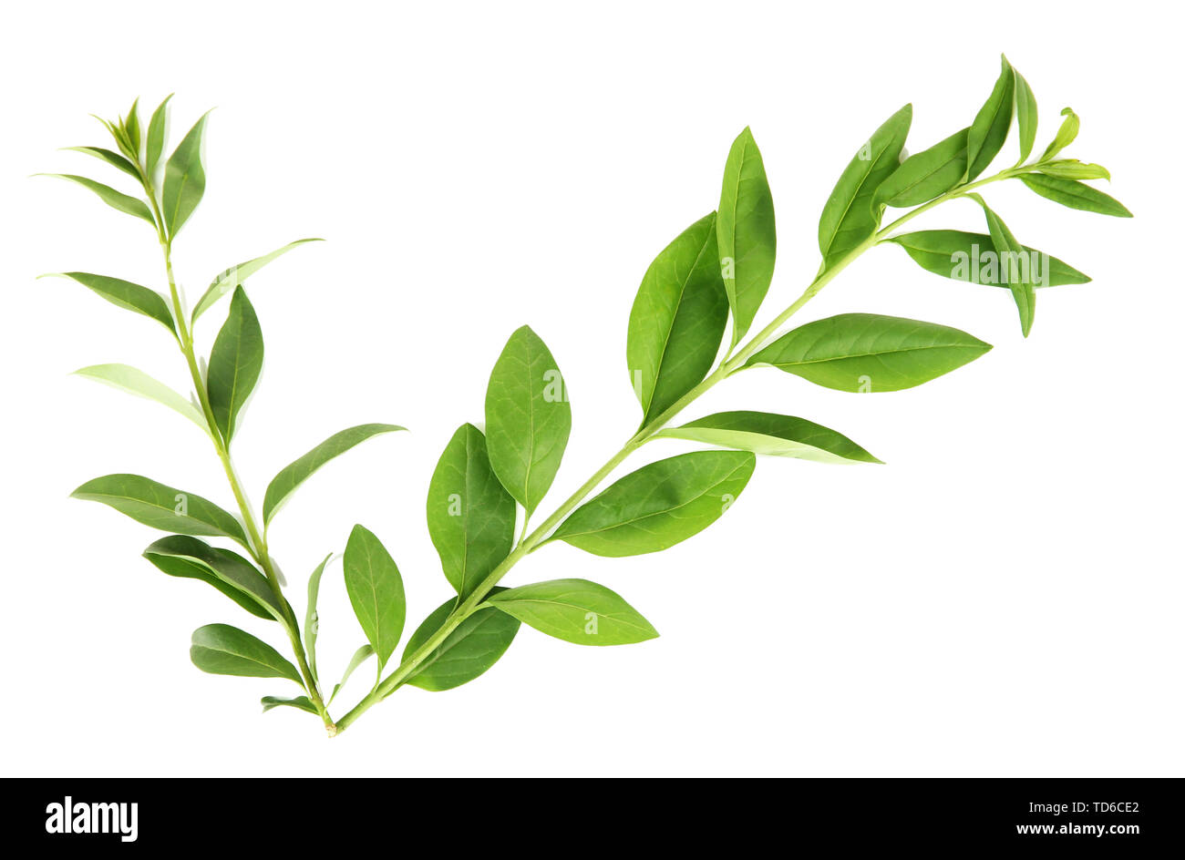 Green leaves isolated on white Stock Photo - Alamy