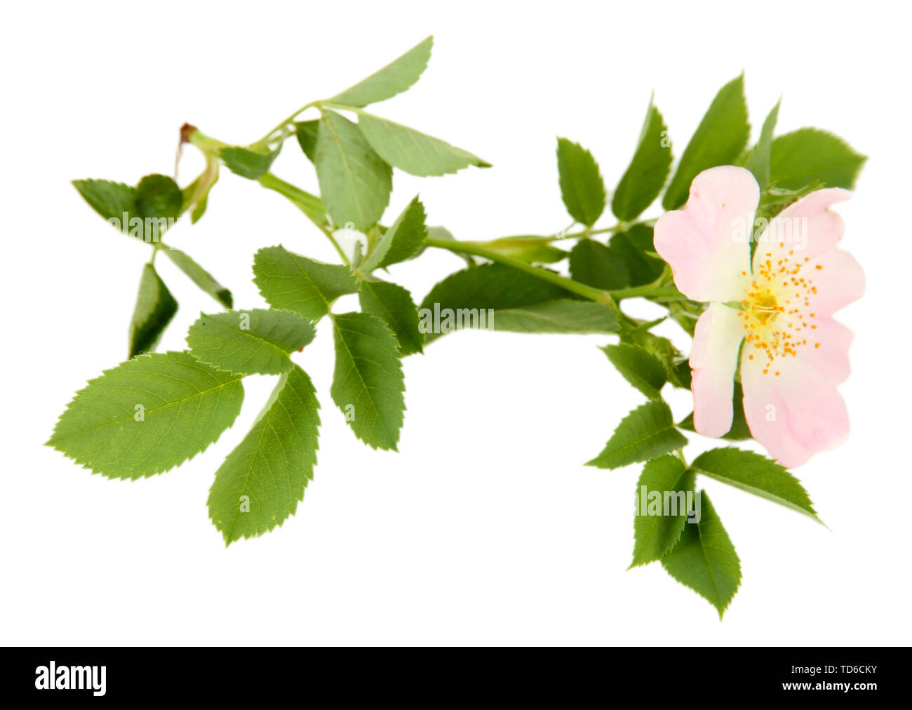 Hip rose flower, isolated on white Stock Photo - Alamy