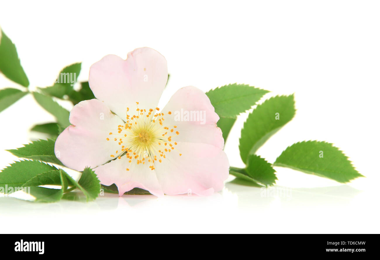 Hip rose flower, isolated on white Stock Photo - Alamy