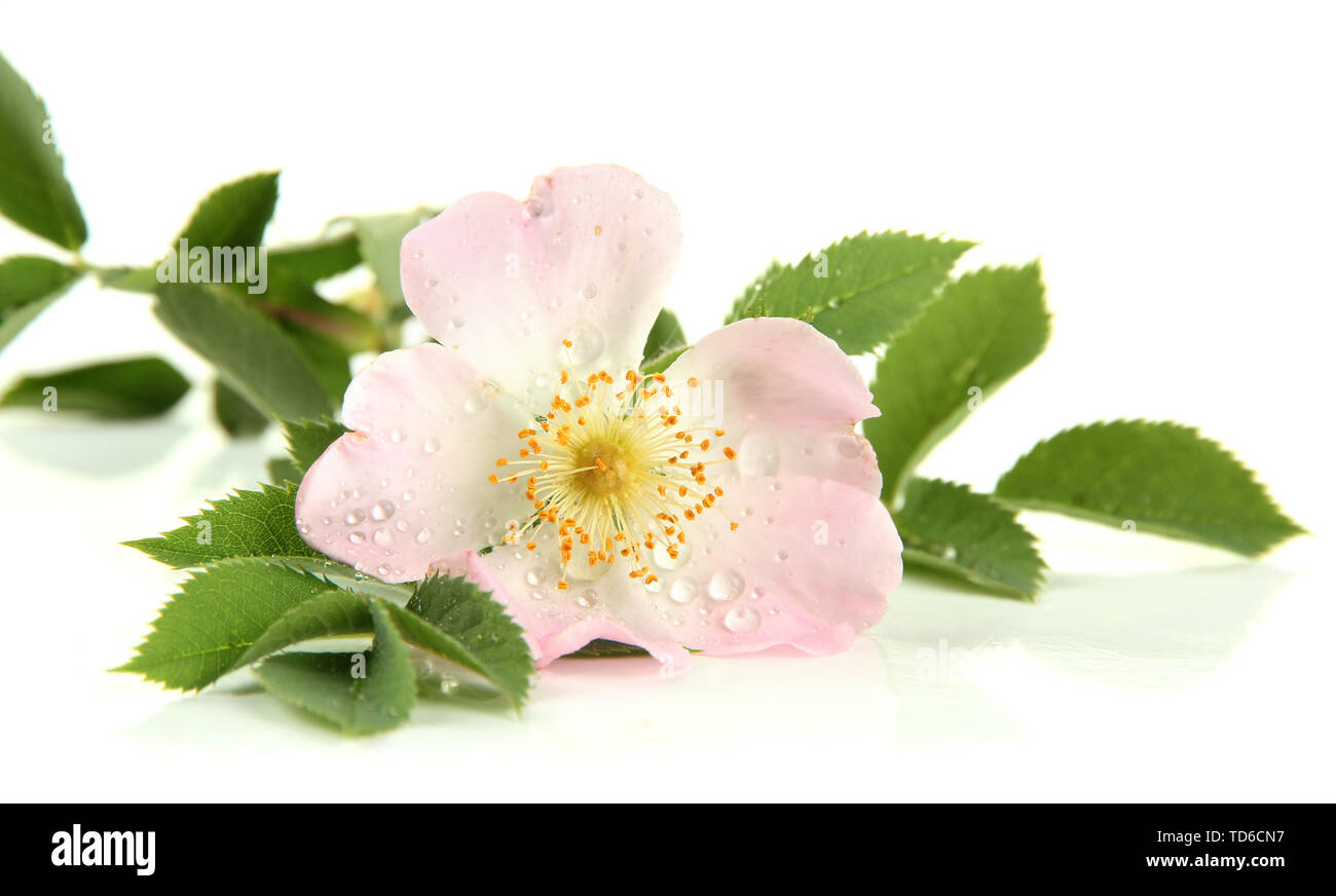 Hip rose flower, isolated on white Stock Photo - Alamy