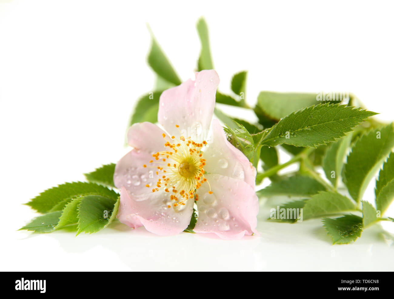 Hip rose flower, isolated on white Stock Photo