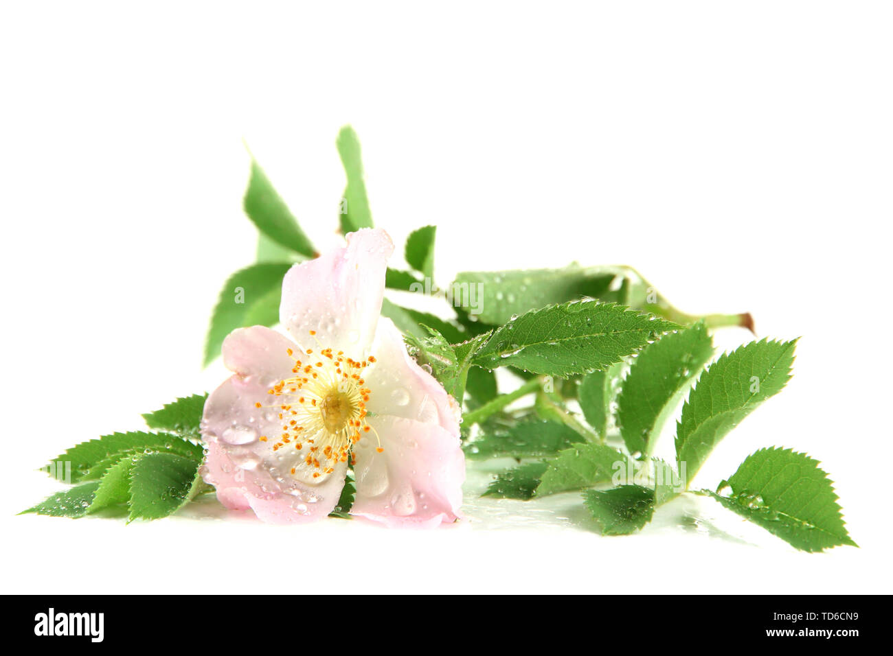 Hip rose flower, isolated on white Stock Photo