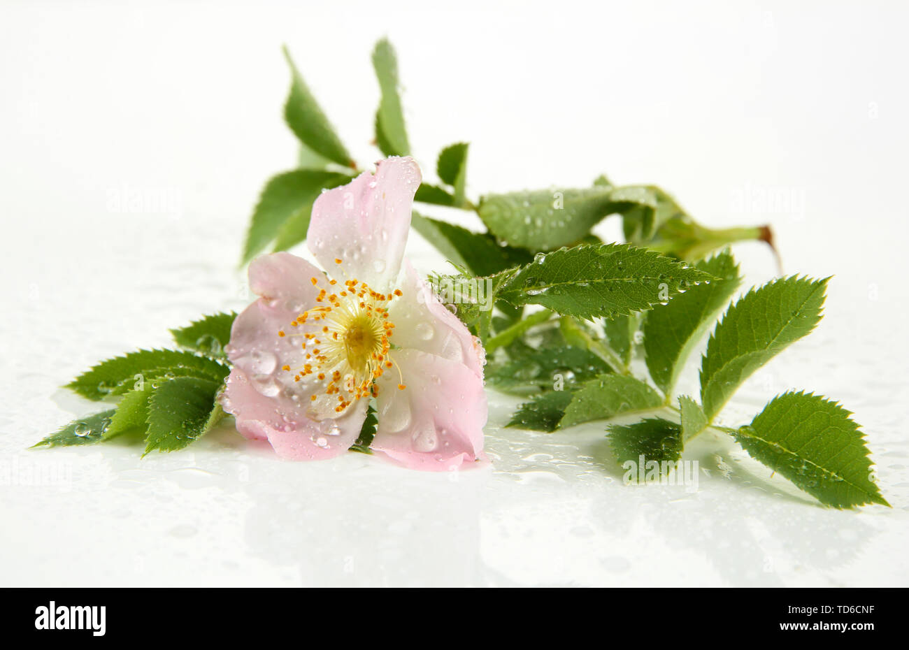Hip rose flower, isolated on white Stock Photo - Alamy