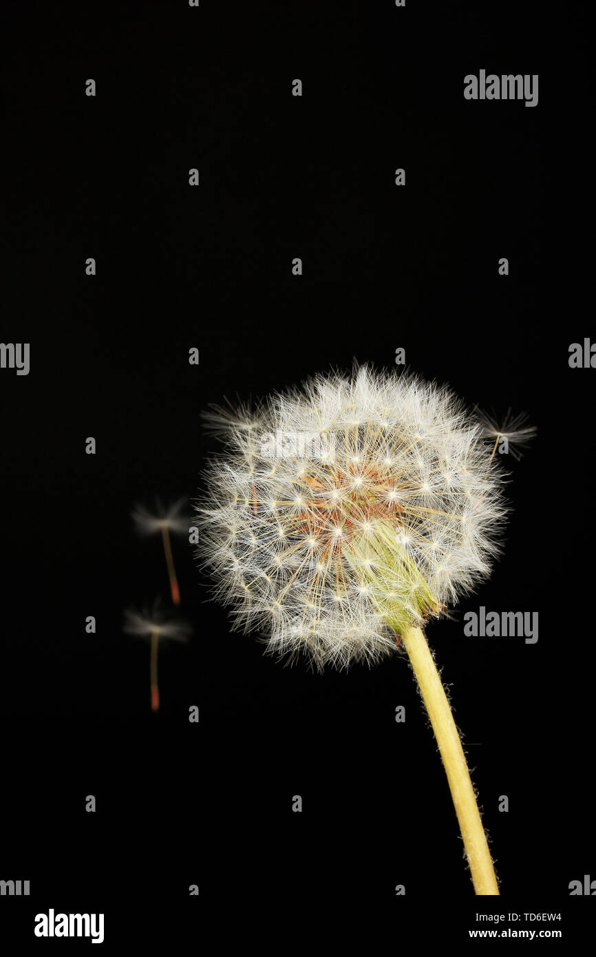 Dandelion and flying seeds on black background Stock Photo - Alamy
