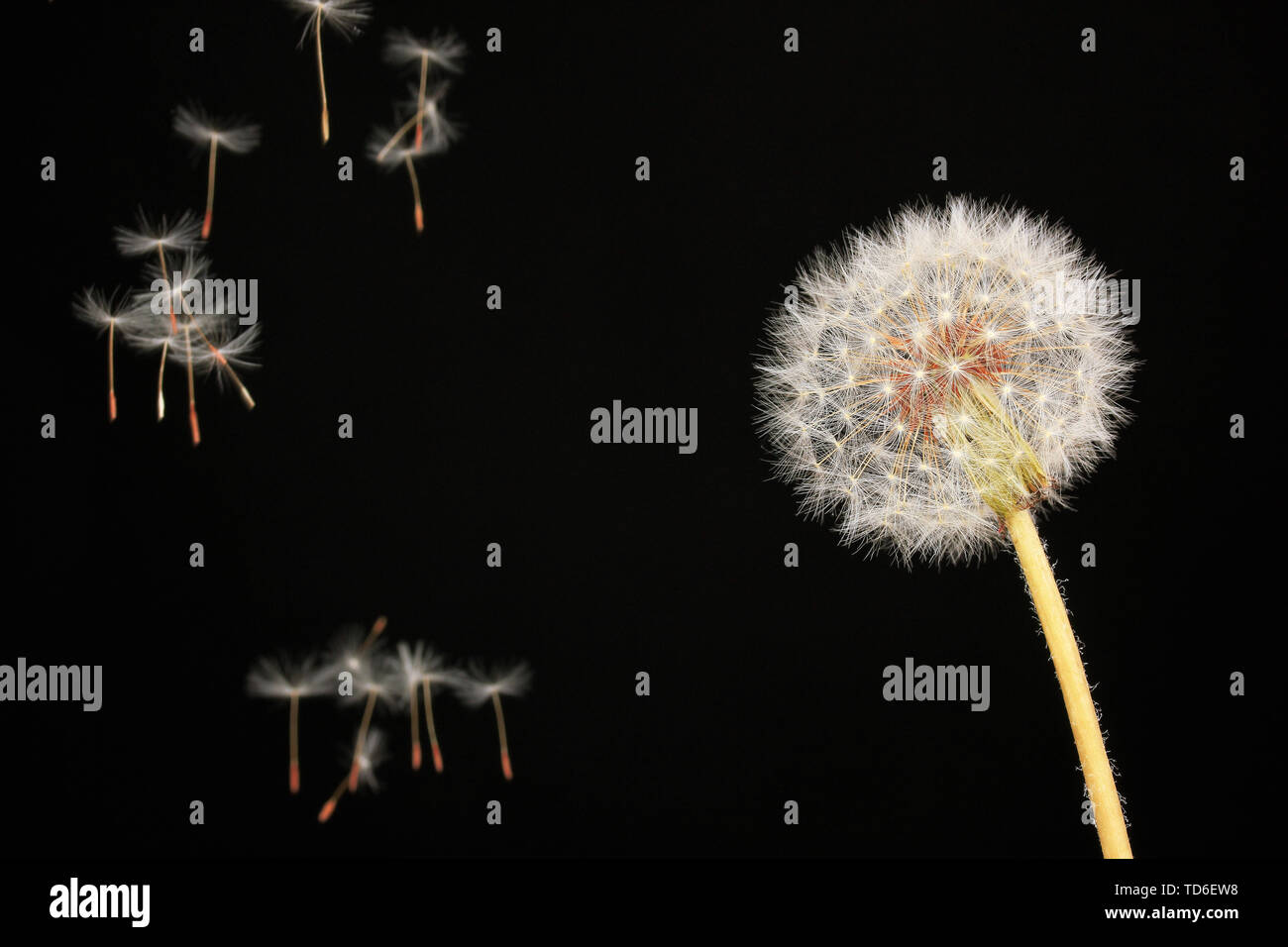 Dandelion and flying seeds on black background Stock Photo - Alamy