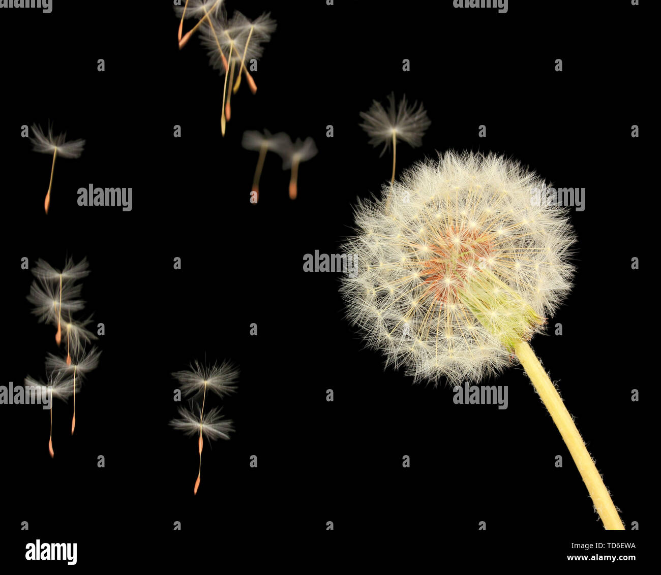 Dandelion dreams white seeds hi-res stock photography and images - Alamy