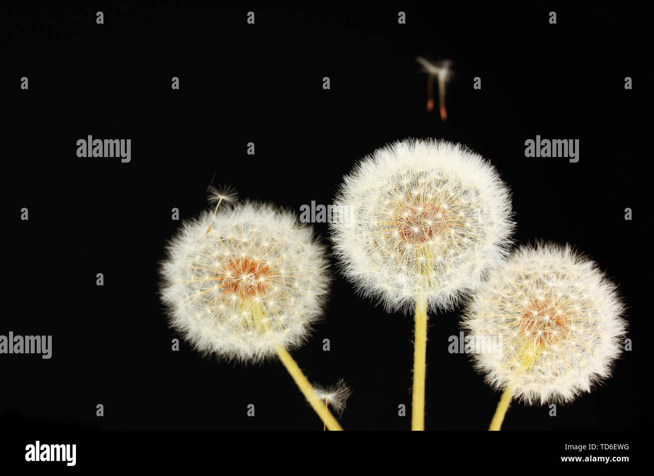 Dandelion and flying seeds on black background Stock Photo - Alamy