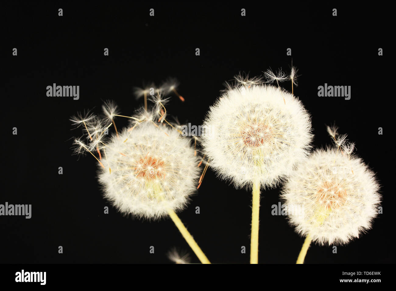 Dandelion and flying seeds on black background Stock Photo - Alamy