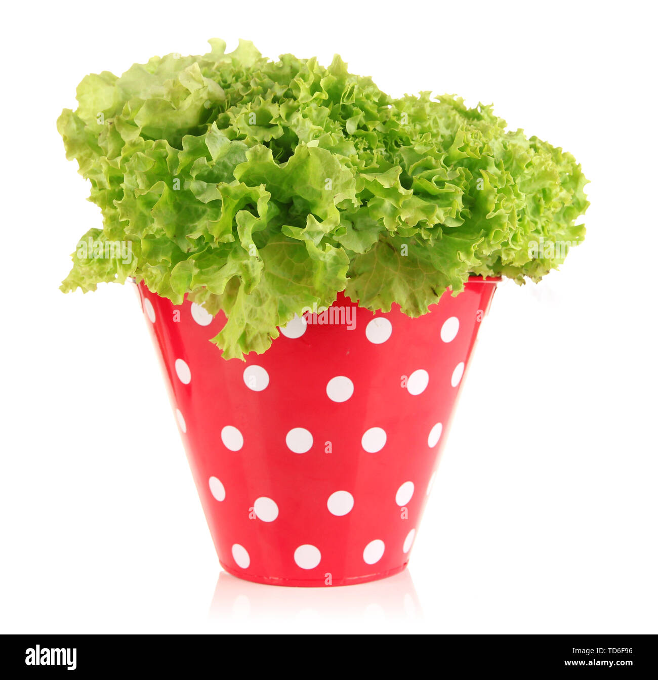 Fresh herb in colorful pail isolated on white Stock Photo - Alamy