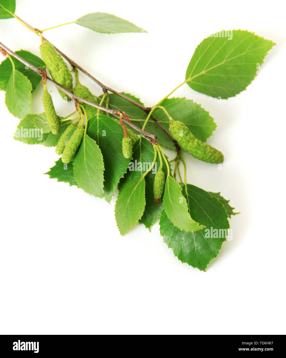 Green birch leaves isolated on white Stock Photo - Alamy