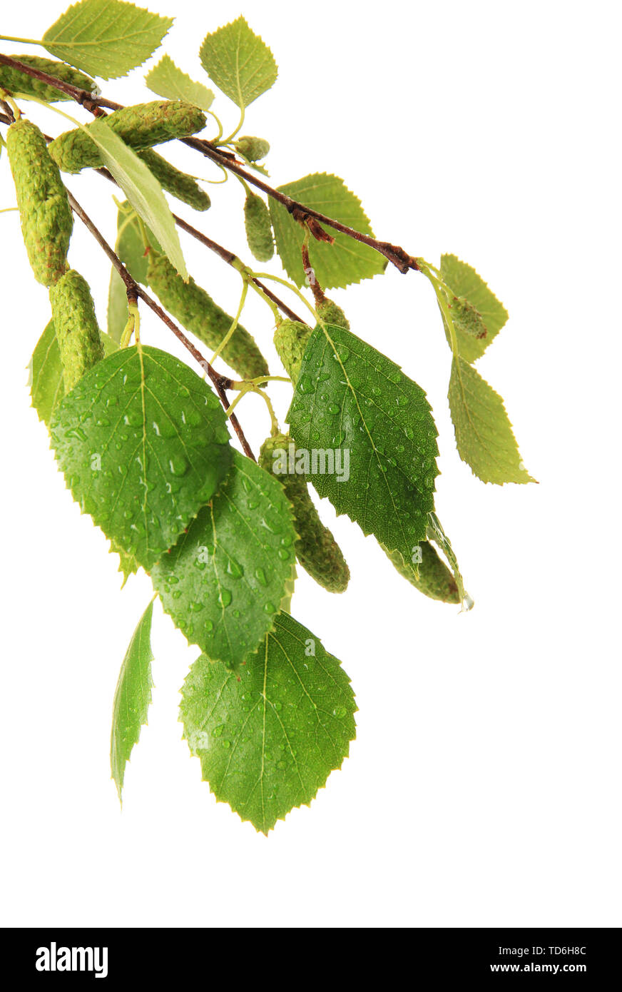 Green birch leaves isolated on white Stock Photo - Alamy