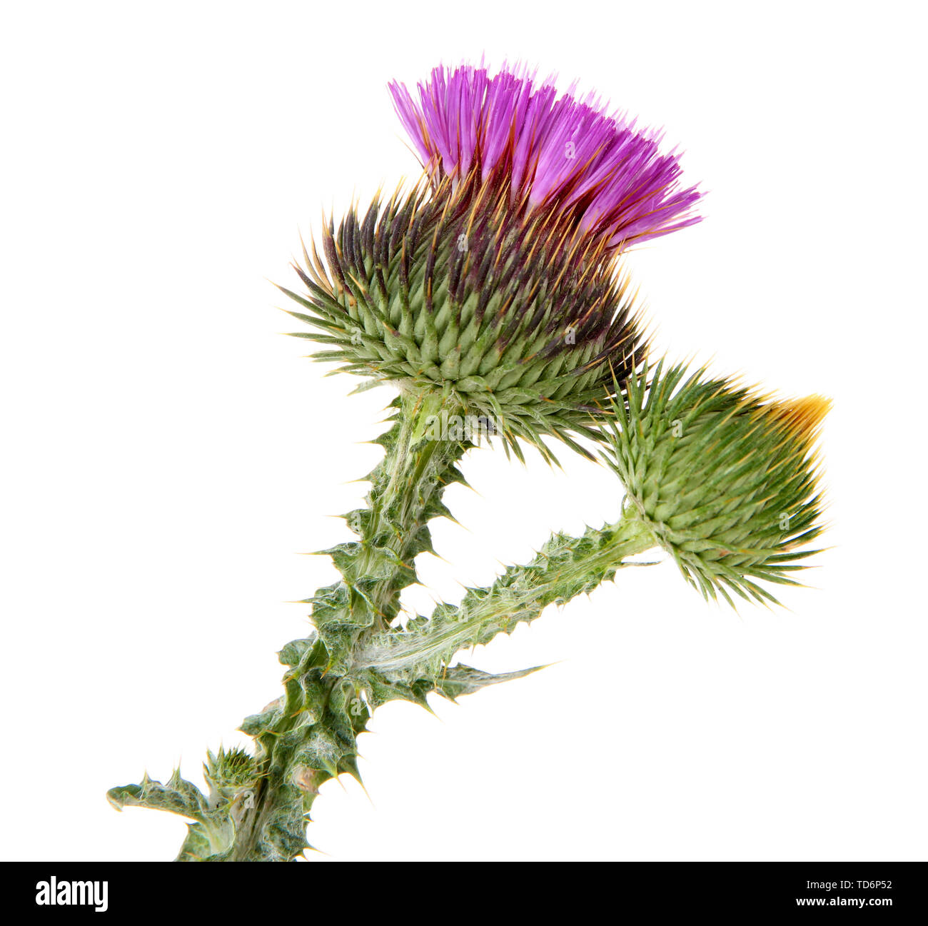Thistle flower isolated on white Stock Photo