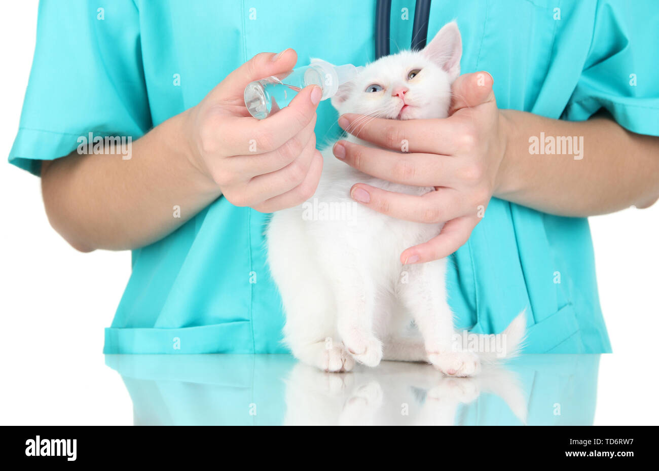 ветеринар с кошкой. котенок у ветеринара. котенок ветеринарная клиника. лечение котенка. лечение котенка.