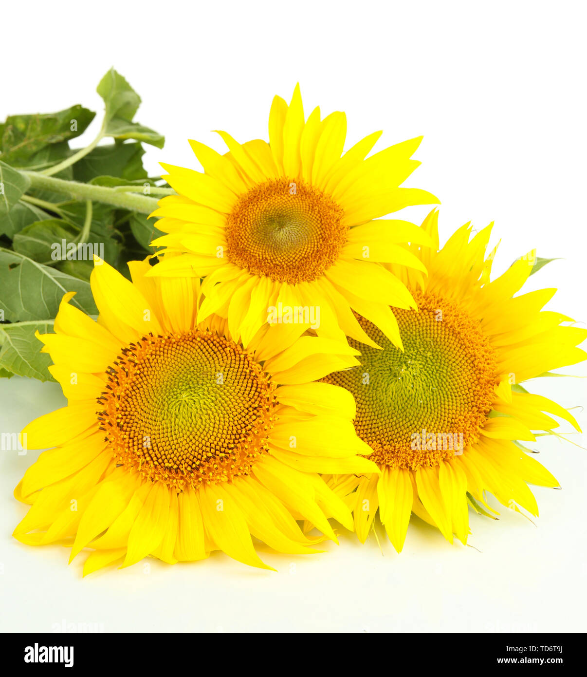 Sunflowers isolated on white Stock Photo - Alamy