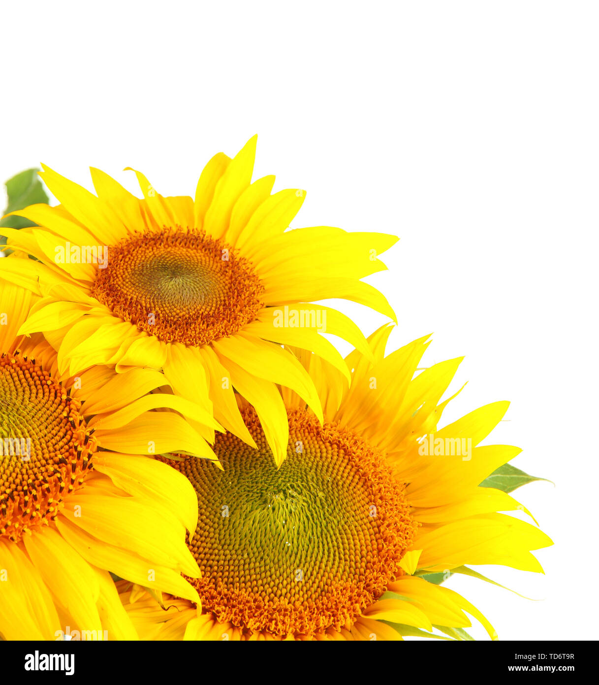 Sunflowers isolated on white Stock Photo - Alamy
