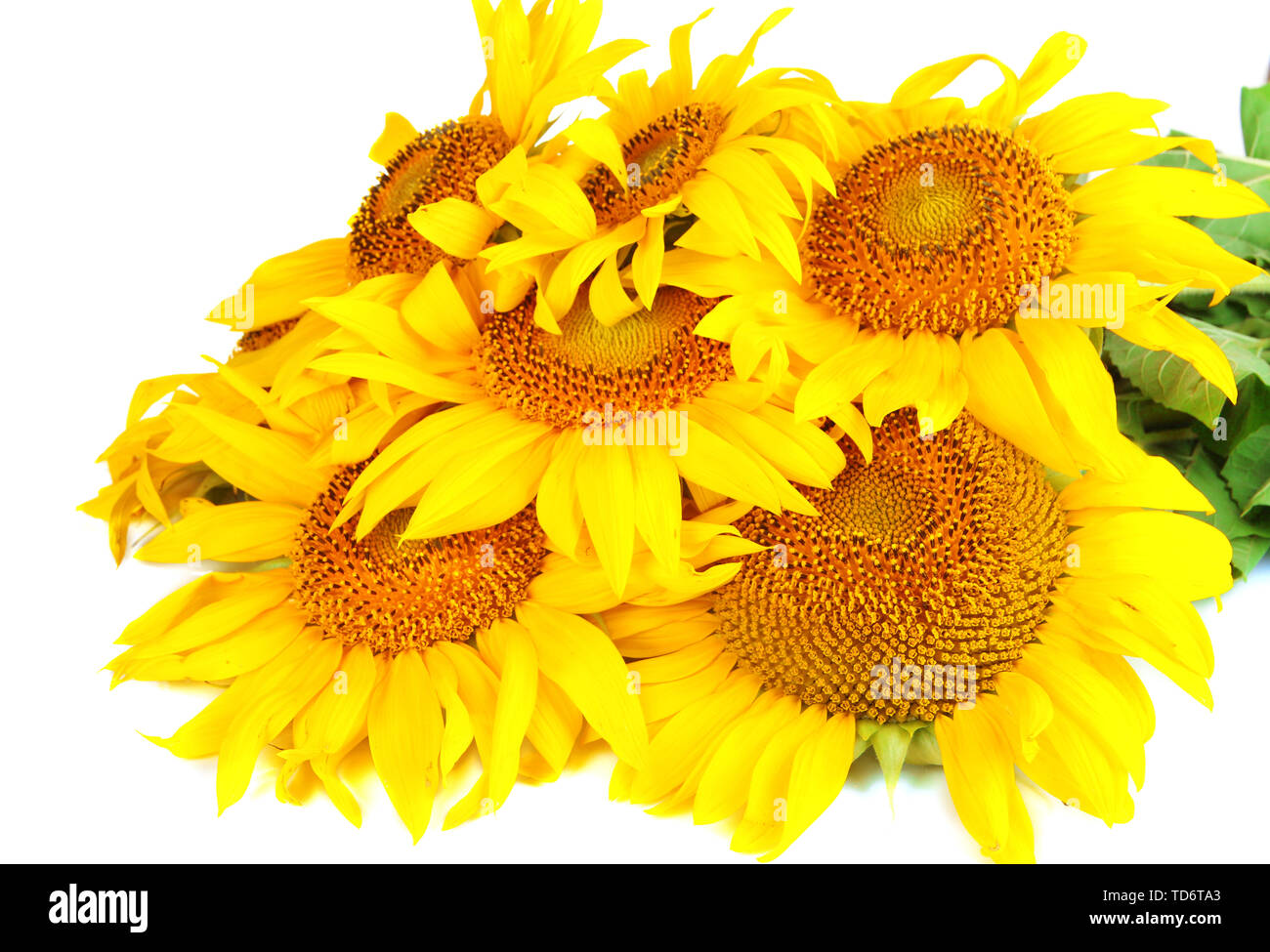 Sunflowers isolated on white Stock Photo - Alamy