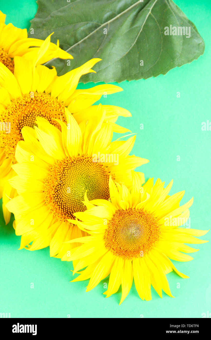 Beautiful sunflowers on color background Stock Photo - Alamy