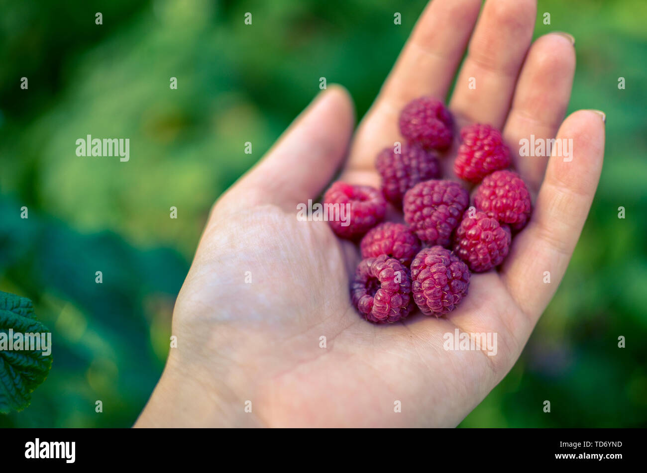 Big Raspberry High Resolution Stock Photography and Images - Alamy