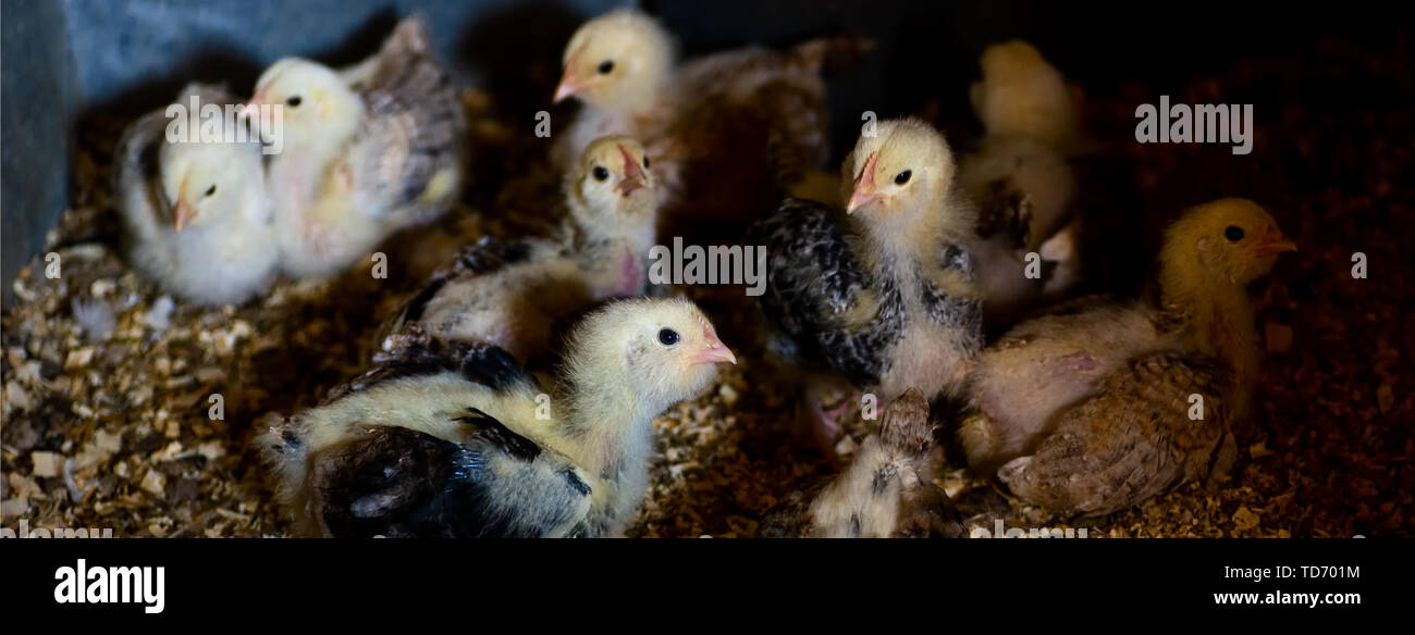 many chickens on a farm in a chicken coop in a special pen Stock Photo