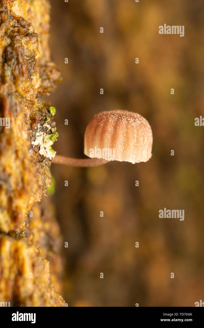 A tiny Mycena corticola mushroom growing on the bark of a Sugar Maple (Acer saccharum) tree. Stock Photo