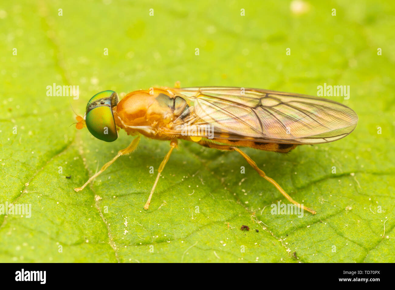 Soldier Fly (Sargus elegans) Stock Photo