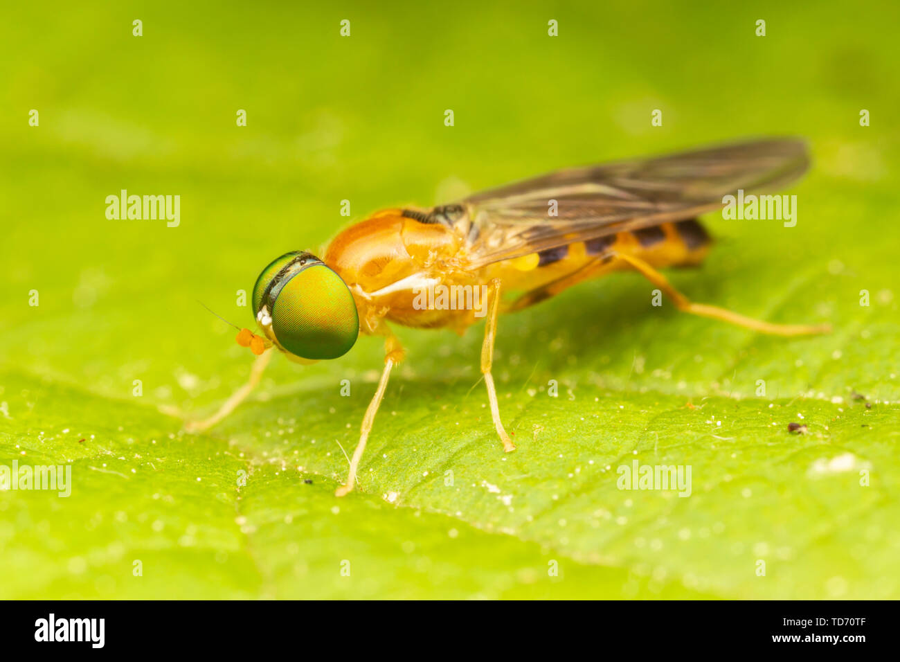 Soldier Fly (Sargus elegans) Stock Photo