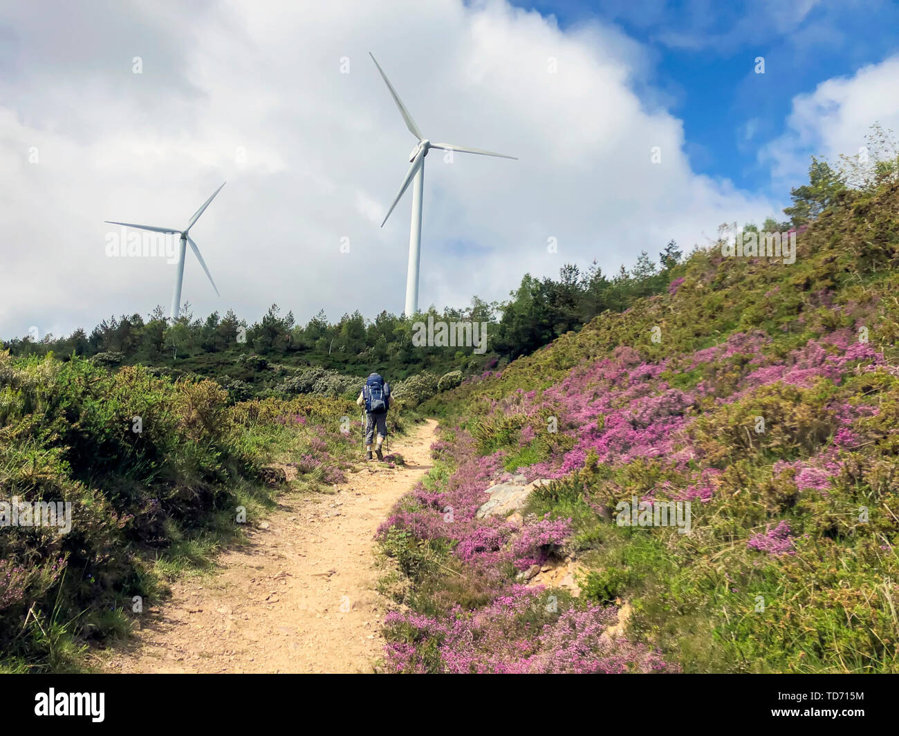 Traveler with backpack and trekking sticks, hiking poles climbs up a ground road up to hill with wind generators are visible. Active and healthy Stock Photo
