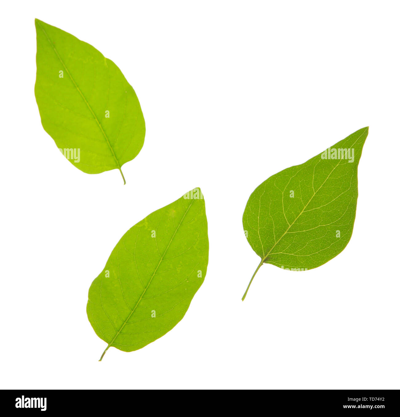 Green leaves isolated on white Stock Photo - Alamy
